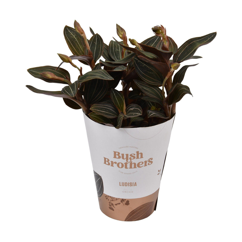 ОРХИДЕЯ LUDISIA Ф12CM H:35CM ОРХИДЕЯ LUDISIA Ф12CM H:35CM