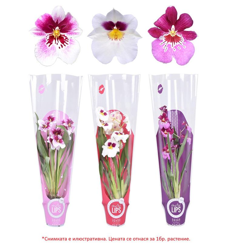 ОРХИДЕЯ МИЛТОНИЯ Ф12CM H:55CM MIX ОРХИДЕЯ МИЛТОНИЯ Ф12CM H:55CM MIX