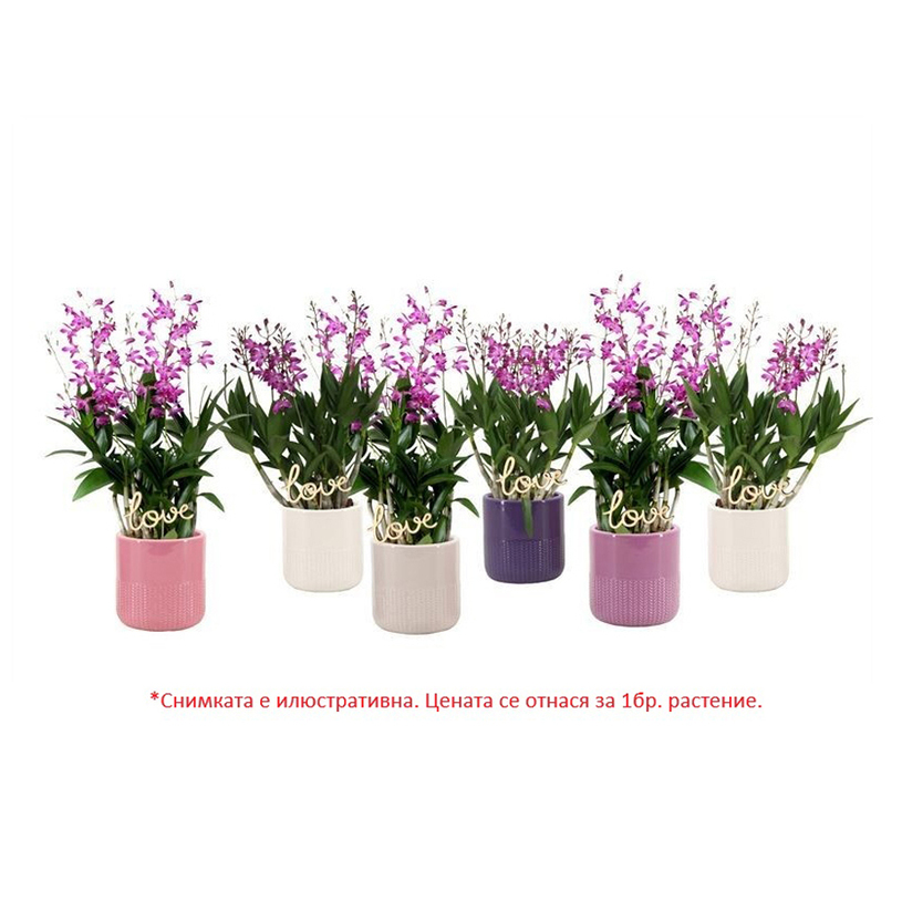 ДЕНДРОБИУМ MORGAN CHARM MIX Ф12CM H:40CM ДЕНДРОБИУМ MORGAN CHARM MIX Ф12CM H:40CM