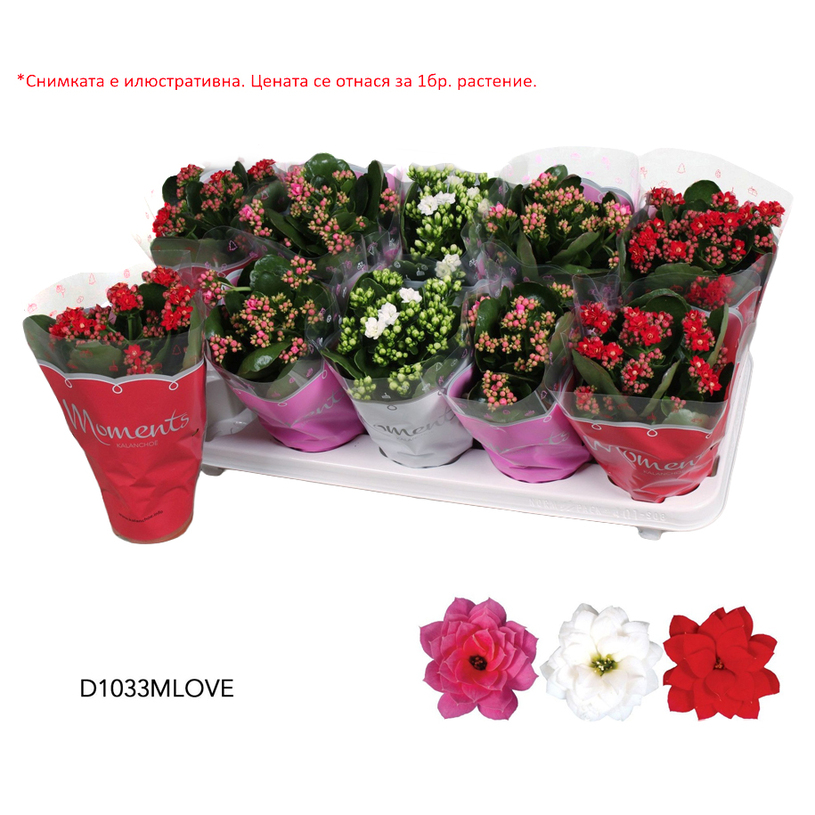 КАЛАНХОЕ LOVE Ф10.5CM H:23CM MIX КАЛАНХОЕ LOVE Ф10.5CM H:23CM MIX