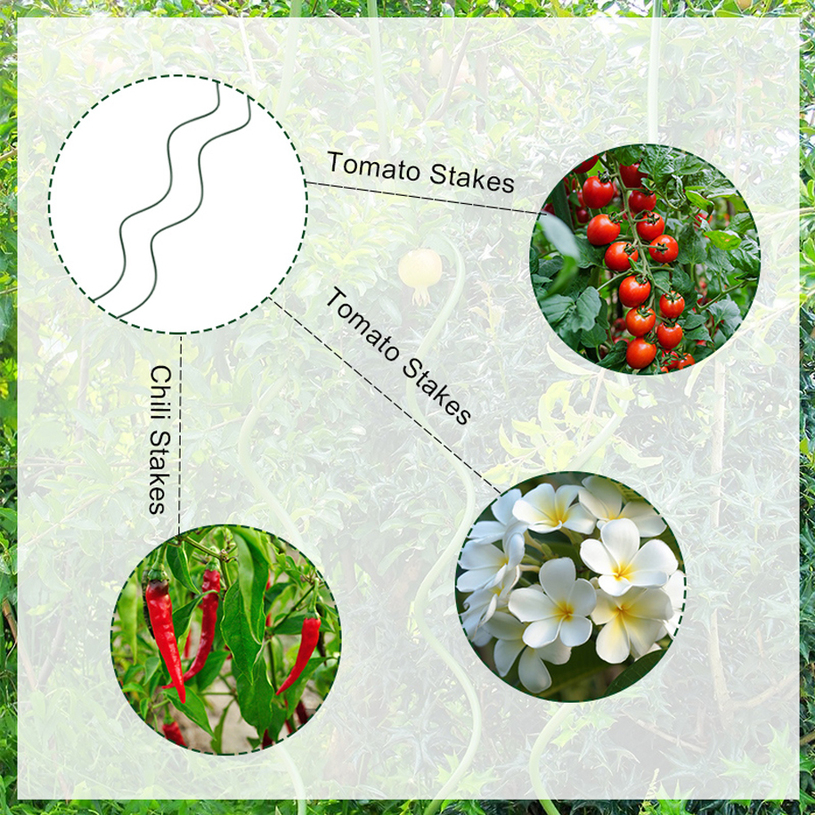 СПИРАЛОВИДНО СТОМ КОЛЧЕ РАСТЕНИЯ 1.20M СПИРАЛОВИДНО СТОМ КОЛЧЕ РАСТЕНИЯ 1.20M