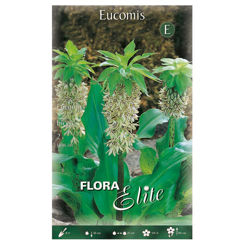 ЛУКОВИЦИ АНАНАСОВА ЛИЛИЯ 2БР 14/16 ЛУКОВИЦИ АНАНАСОВА ЛИЛИЯ 2БР 14/16