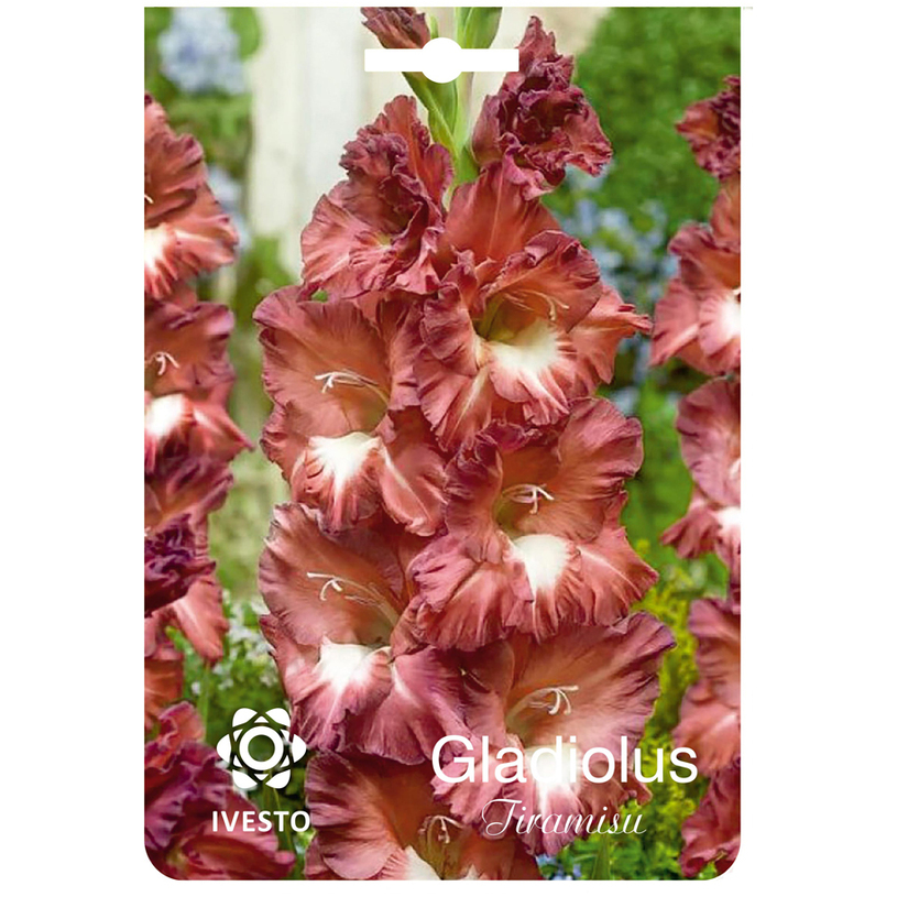 ЛУКОВИЦИ ГЛАДИОЛ TIRAMISU 3БР 10/12 ЛУКОВИЦИ ГЛАДИОЛ TIRAMISU 3БР 10/12