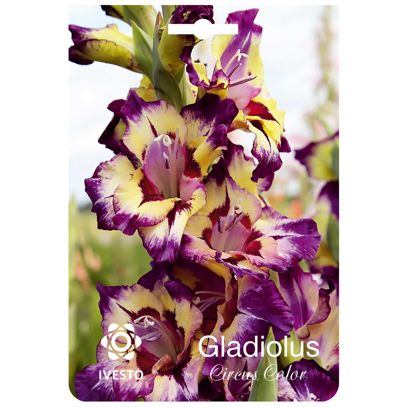 ЛУКОВИЦИ ГЛАДИОЛ CIRCUS COLOR 3БР 12/14 ЛУКОВИЦИ ГЛАДИОЛ CIRCUS COLOR 3БР 12/14