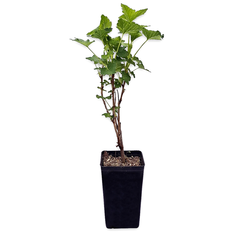 ФРЕНСКО ГРОЗДЕ В КОНТЕЙНЕР 2Л ФРЕНСКО ГРОЗДЕ В КОНТЕЙНЕР 2Л