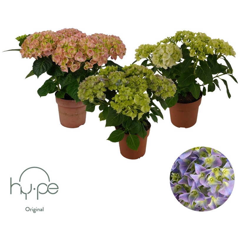 ХОРТЕНЗИЯ MOPHEAD MIX Ф14CM H:40CM ХОРТЕНЗИЯ MOPHEAD MIX Ф14CM H:40CM