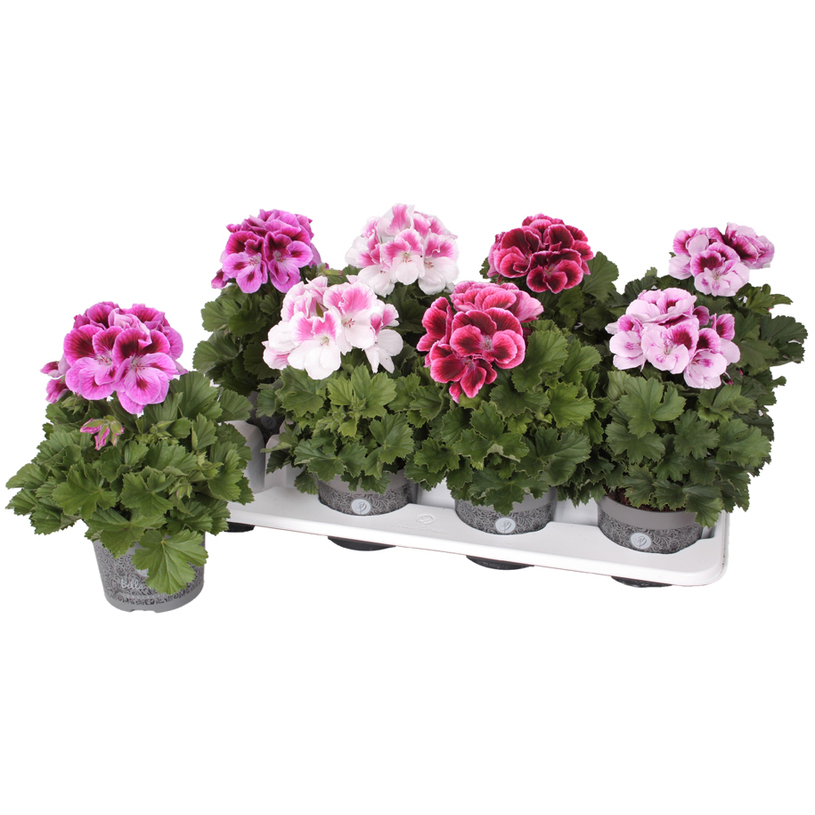 КРАЛСКО МУШКАТО DONNA Ф12CM H:28CM MIX КРАЛСКО МУШКАТО DONNA Ф12CM H:28CM MIX