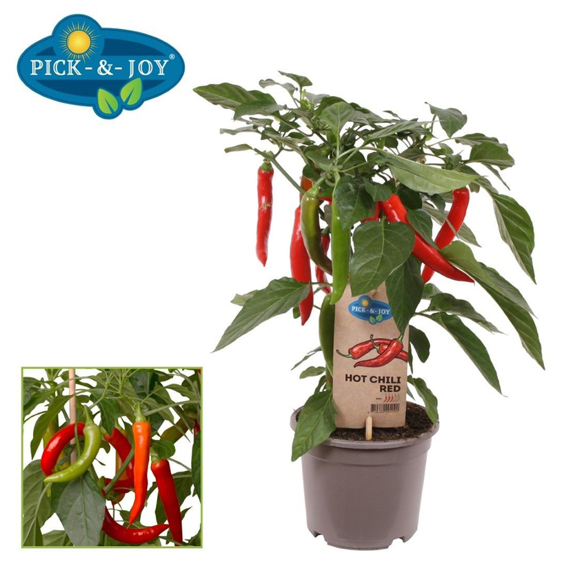 ПИПЕР ЧИЛИ ЧЕРВЕНО Ф14CM H:45CM ПИПЕР ЧИЛИ ЧЕРВЕНО Ф14CM H:45CM