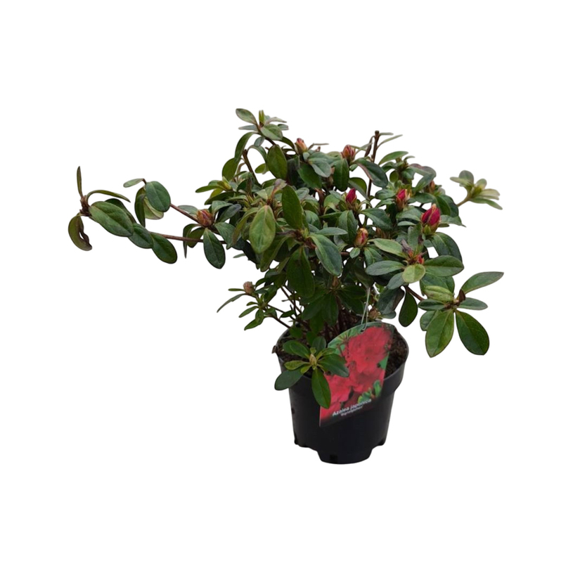 ЯПОНСКА АЗАЛИЯ МИКС 1.5Л ЯПОНСКА АЗАЛИЯ МИКС 1.5Л