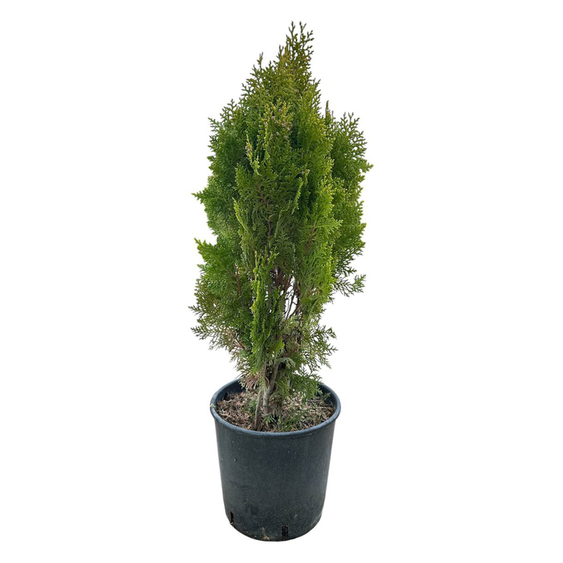 ТУЯ АУРЕА НАНА 40-60CM 5L ТУЯ АУРЕА НАНА 40-60CM 5L