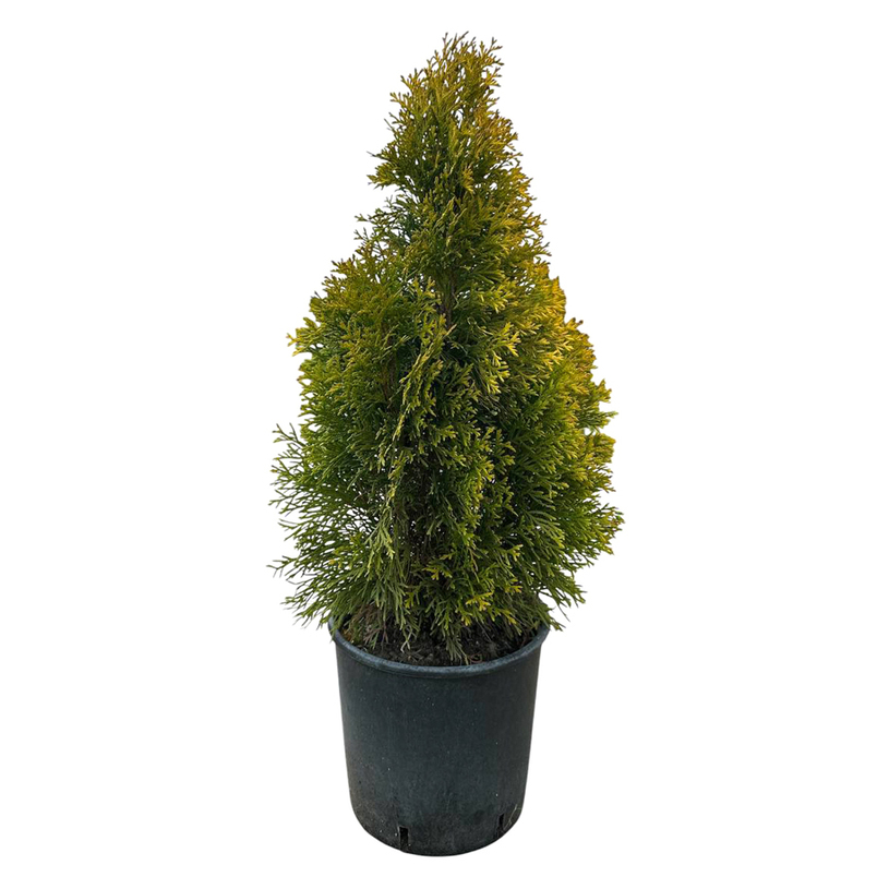 ТУЯ GOLDEN СМАРАГД 40-60CM 5L ТУЯ GOLDEN СМАРАГД 40-60CM 5L