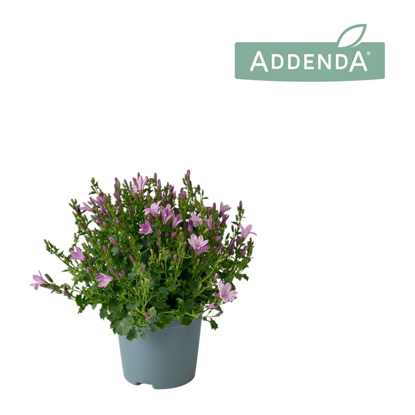 КАМПАНУЛА Ф10.5CM H17CM AMBELLA LAVENDER КАМПАНУЛА Ф10.5CM H17CM AMBELLA LAVENDER