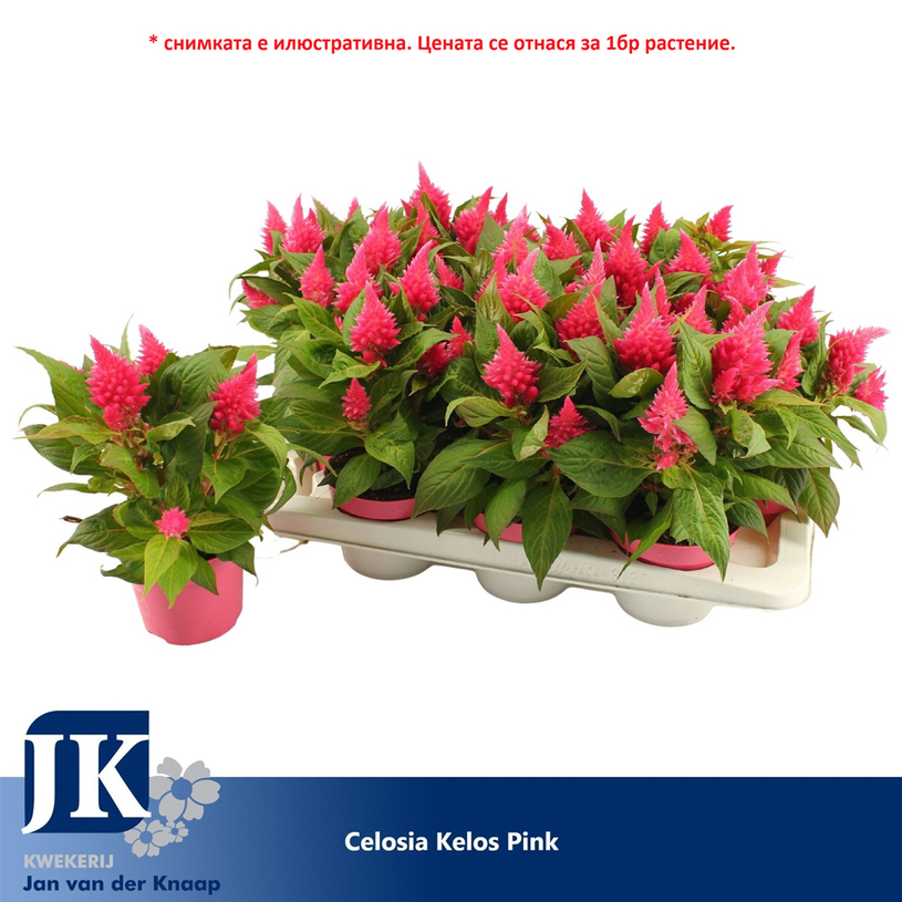 ЦЕЛОЗИЯ KELOS FIRE РОЗОВ ЦЕЛОЗИЯ KELOS FIRE РОЗОВ