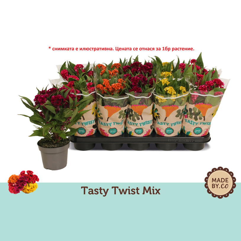 ЦЕЛОЗИЯ TASTY TWIST Ф12CM H:28CM ЦЕЛОЗИЯ TASTY TWIST Ф12CM H:28CM