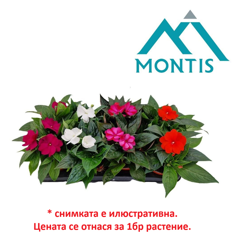ИМПАТИЕНС НОВА ГВИНЕЯ Ф13CM H:25CM ИМПАТИЕНС НОВА ГВИНЕЯ Ф13CM H:25CM