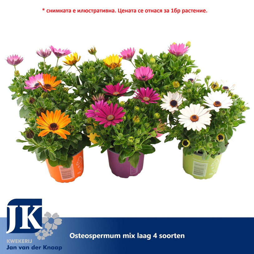 ОСТЕОСПЕРМУМ Ф10.5CM H:25CM MIX ОСТЕОСПЕРМУМ Ф10.5CM H:25CM MIX