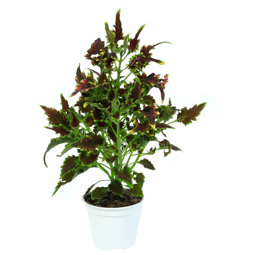 КОЛЕУС Ф12CM КОЛЕУС Ф12CM