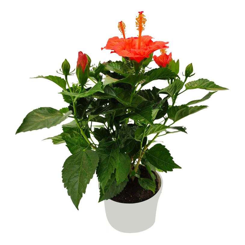 ХИБИСКУС Ф14CM ХИБИСКУС Ф14CM