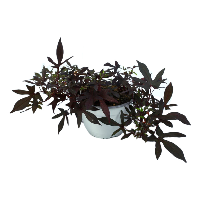 КОШНИЦА ИПОМЕА БАТАТА Ф19CM КОШНИЦА ИПОМЕА БАТАТА Ф19CM