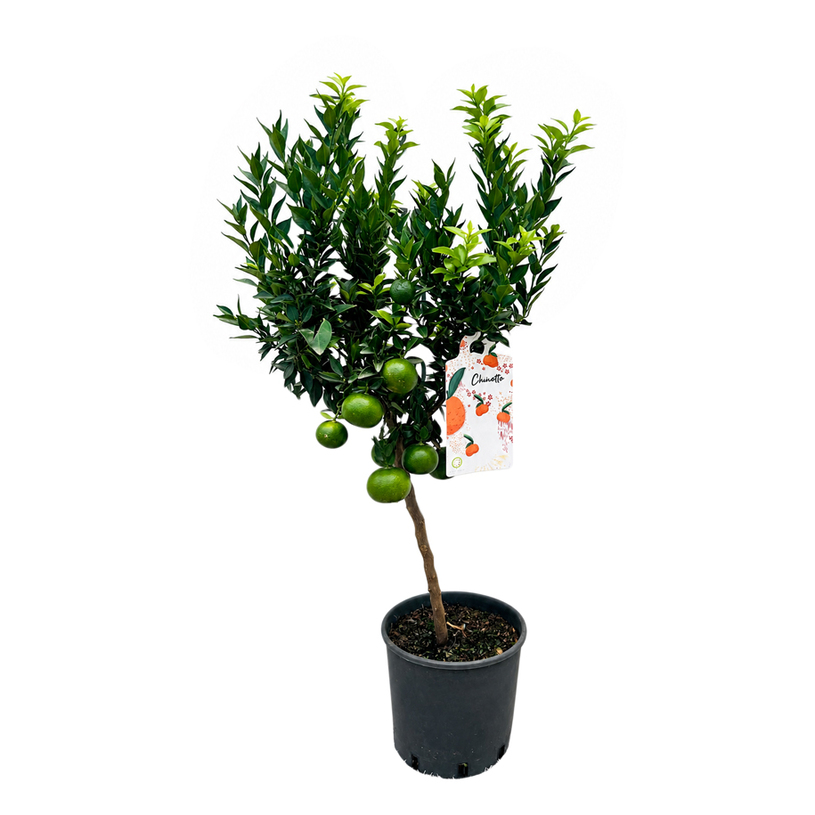 ЦИТРУС CHINOTTO MANDARINE Ф18CM H:60CM ЦИТРУС CHINOTTO MANDARINE Ф18CM H:60CM