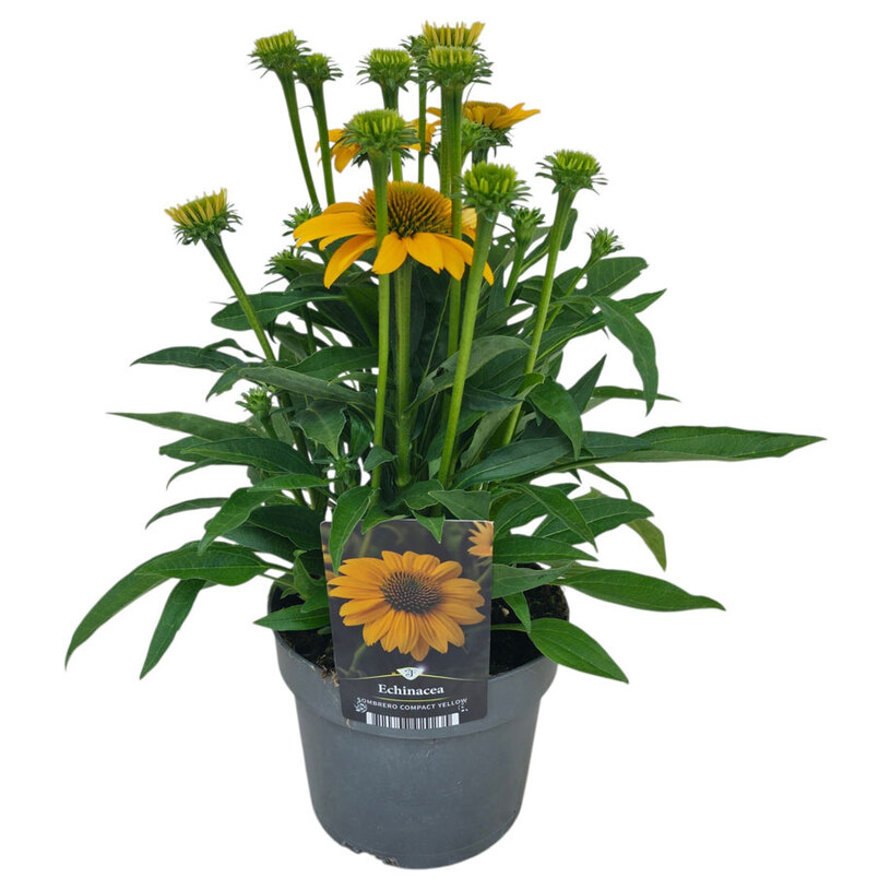 ЕХИНАЦЕЯ МИКС Ф19CM H:40CM ЕХИНАЦЕЯ МИКС Ф19CM H:40CM