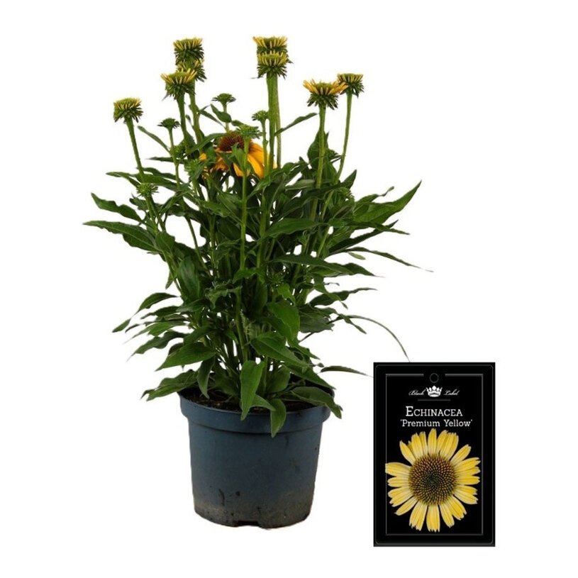ЕХИНАЦЕЯ МИКС Ф19CM H:40CM ЕХИНАЦЕЯ МИКС Ф19CM H:40CM