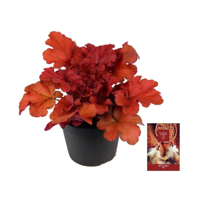 ХОЙХЕРА INDIAN SUMMER MIX Ф15CM H:25CM ХОЙХЕРА INDIAN SUMMER MIX Ф15CM H:25CM