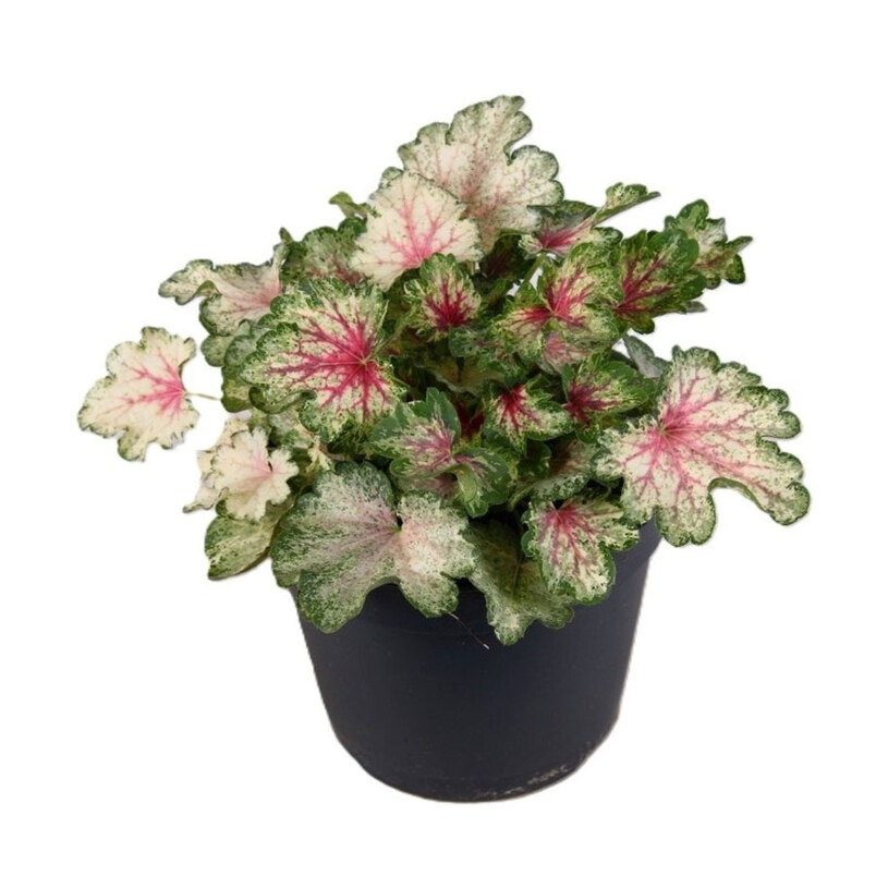 ХОЙХЕРА INDIAN SUMMER MIX Ф15CM H:25CM ХОЙХЕРА INDIAN SUMMER MIX Ф15CM H:25CM