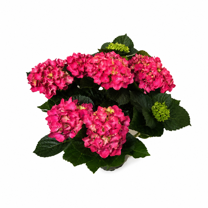 ХОРТЕНЗИЯ REMBRAND ROSSO Ф15CM H:40CM ХОРТЕНЗИЯ REMBRAND ROSSO Ф15CM H:40CM