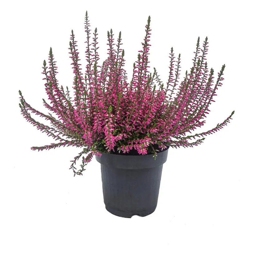КАЛУНА Ф12CM КАЛУНА Ф12CM