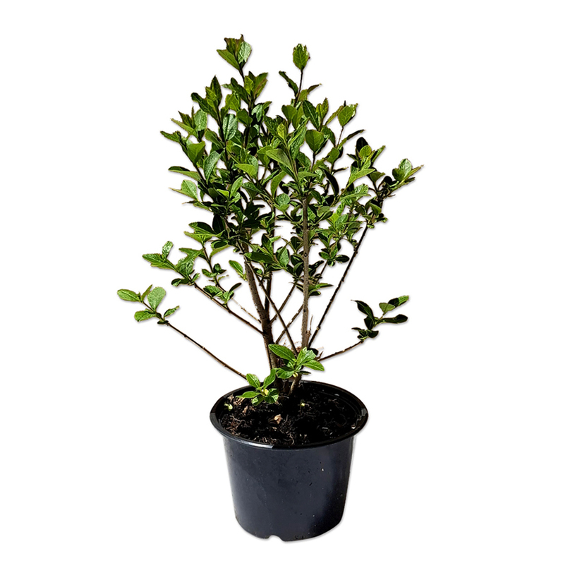 ЛИГУСТРУМ ОВАЛИФОЛИУМ 15/20CM ЛИГУСТРУМ ОВАЛИФОЛИУМ 15/20CM
