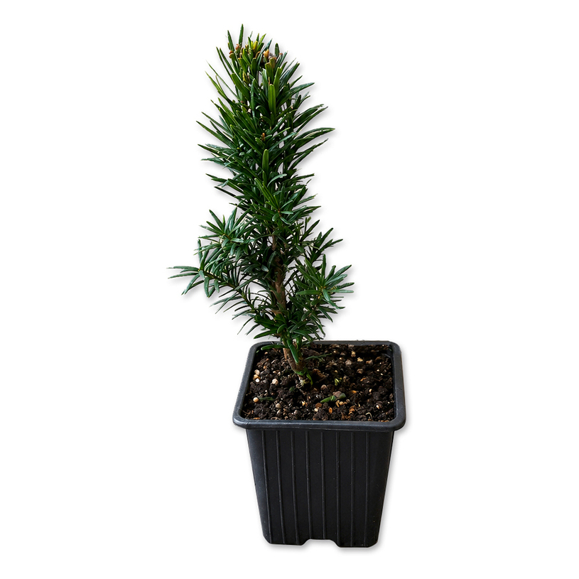 ТАКСУС BACCATA Ф9CM H:20-25CM ТАКСУС BACCATA Ф9CM H:20-25CM