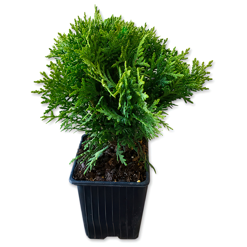 ТУЯ OCCIDENTALIS DANICA Ф9CM H:10-15CM ТУЯ OCCIDENTALIS DANICA Ф9CM H:10-15CM