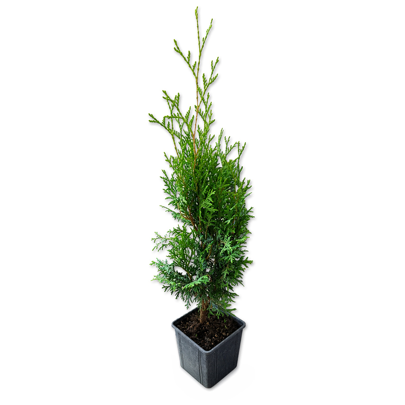 ТУЯ OCCIDENTALIS HOLMSTRUP Ф9CM H35-40CM ТУЯ OCCIDENTALIS HOLMSTRUP Ф9CM H35-40CM