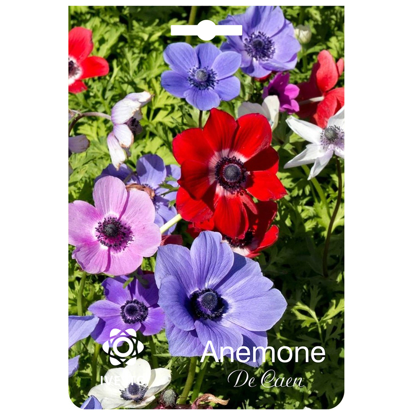 ЛУКОВИЦИ АНЕМОНА 5/6 5БР. CORONARIA DE ЛУКОВИЦИ АНЕМОНА 5/6 5БР. CORONARIA DE