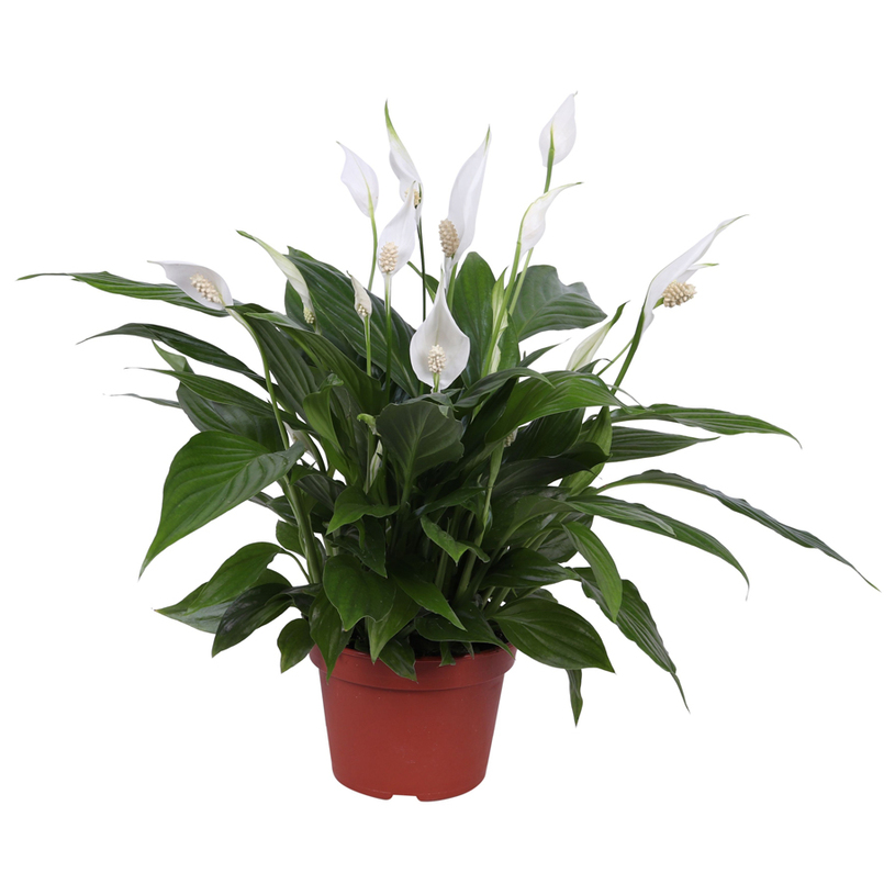 СПАТИФИЛИУМ PEARL CUPIDO Ф15CM H:45CM СПАТИФИЛИУМ PEARL CUPIDO Ф15CM H:45CM