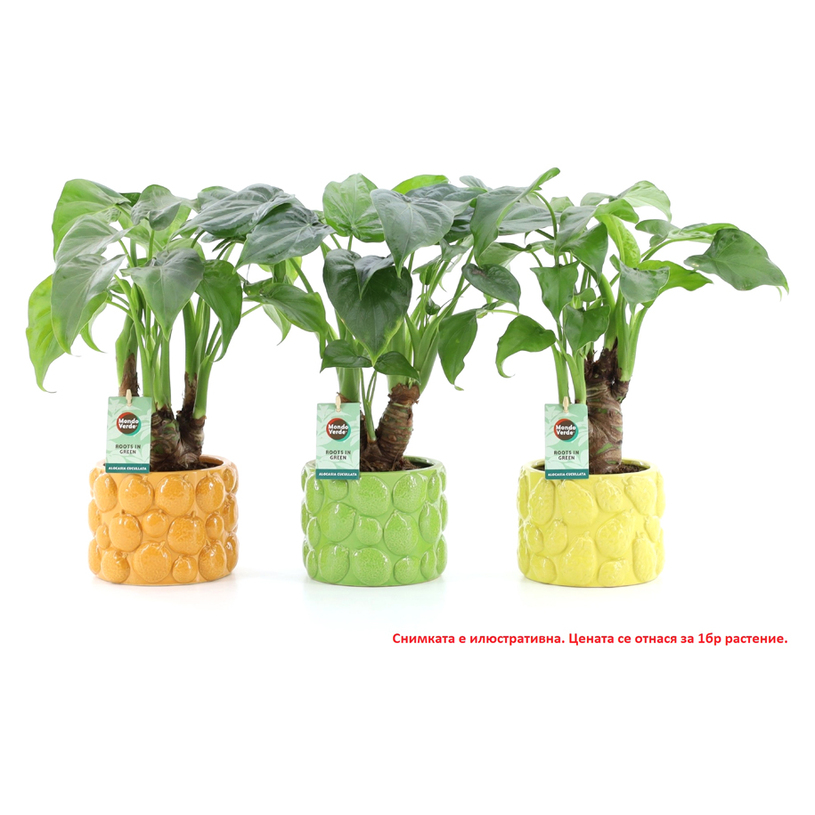 АЛОКАЗИЯ CUCULLATA MIX Ф15CM H:50CM АЛОКАЗИЯ CUCULLATA MIX Ф15CM H:50CM