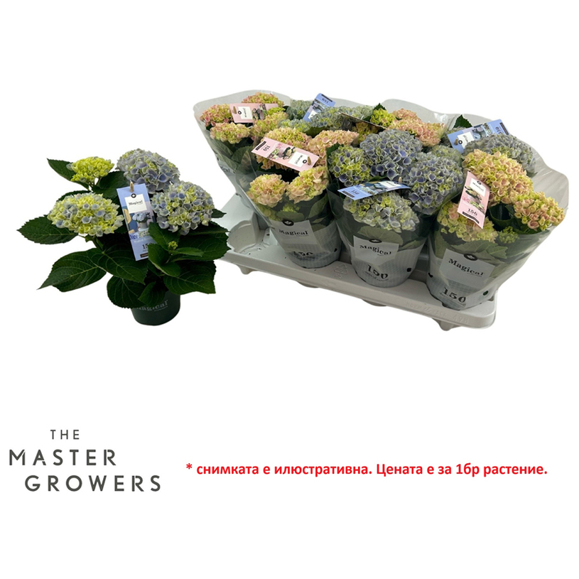 ХОРТЕНЗИЯ MAGICAL REVOLUTION Ф12CM ХОРТЕНЗИЯ MAGICAL REVOLUTION Ф12CM