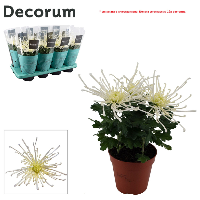 ХРИЗАНТЕМА FIREWORKS Ф13CM H:35CM КРЕМ ХРИЗАНТЕМА FIREWORKS Ф13CM H:35CM КРЕМ