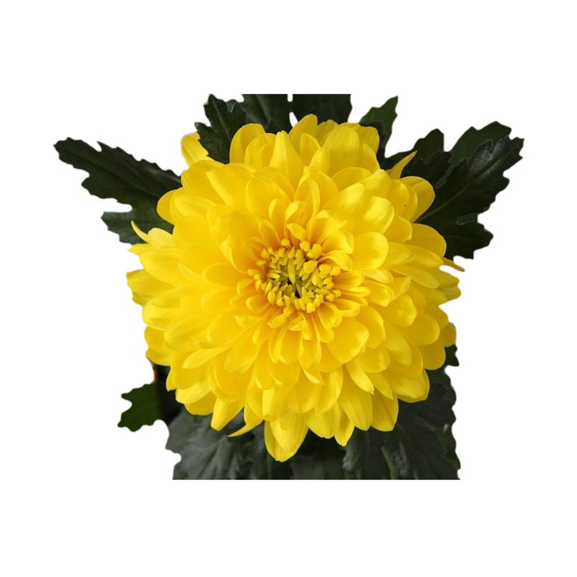 ХРИЗАНТЕМА SUPERNOVA MIX Ф10.5CM H30CM ХРИЗАНТЕМА SUPERNOVA MIX Ф10.5CM H30CM