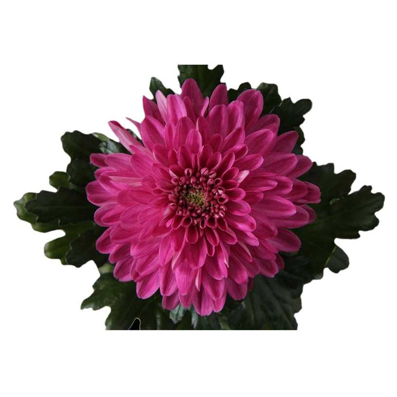 ХРИЗАНТЕМА SUPERNOVA MIX Ф10.5CM H30CM ХРИЗАНТЕМА SUPERNOVA MIX Ф10.5CM H30CM