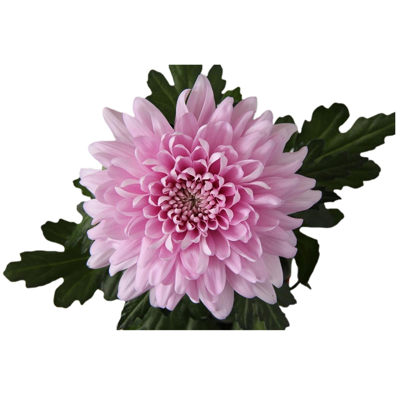 ХРИЗАНТЕМА SUPERNOVA MIX Ф10.5CM H30CM ХРИЗАНТЕМА SUPERNOVA MIX Ф10.5CM H30CM