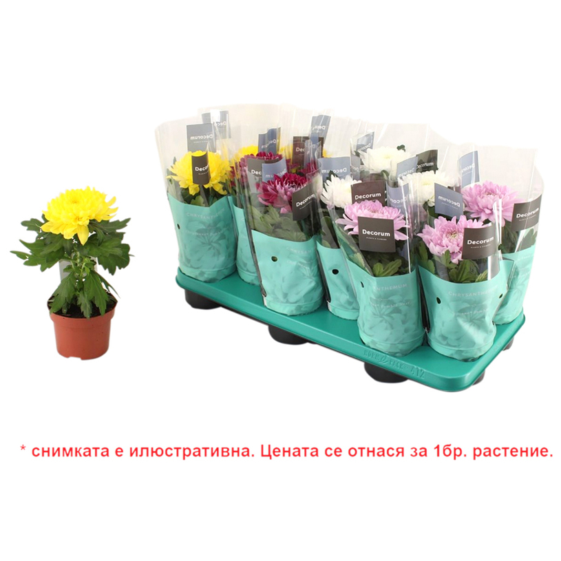ХРИЗАНТЕМА SUPERNOVA MIX Ф10.5CM H30CM ХРИЗАНТЕМА SUPERNOVA MIX Ф10.5CM H30CM