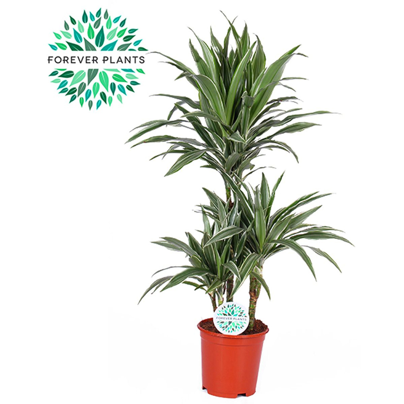 ДРАЦЕНА WARNECKEI Ф21CM H:90CM ДРАЦЕНА WARNECKEI Ф21CM H:90CM