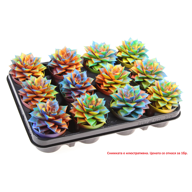 *ЕШЕВЕРИЯ НАПРЪСКАНА CHAMELEON Ф8.5СМ *ЕШЕВЕРИЯ НАПРЪСКАНА CHAMELEON Ф8.5СМ