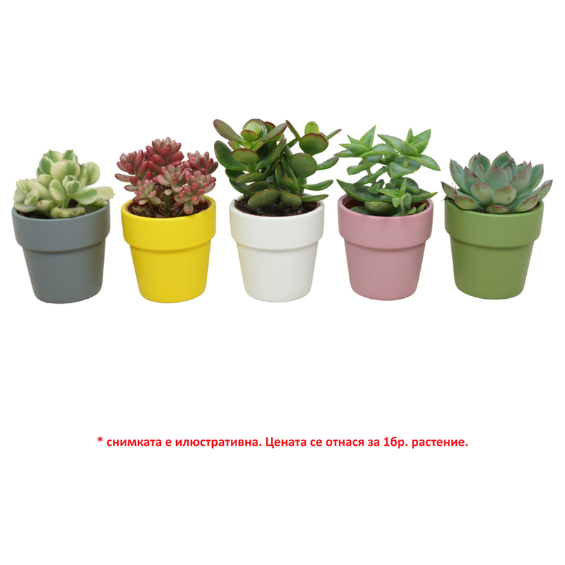 СУКУЛЕНТ Ф6CM H:10CM MIX СУКУЛЕНТ Ф6CM H:10CM MIX