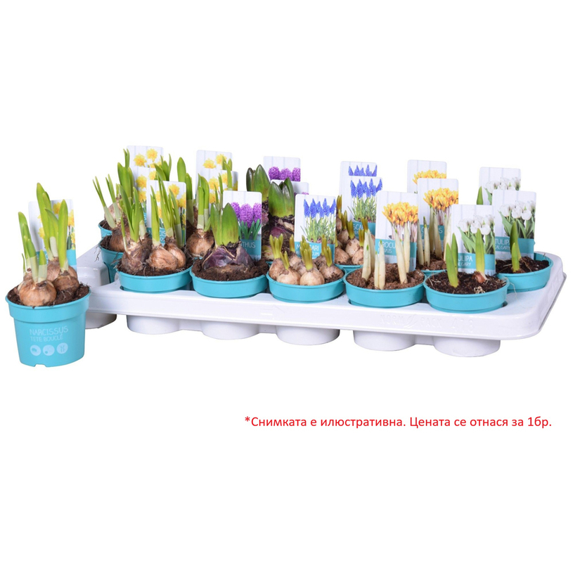 ПРОЛЕТНИ ЛУКОВИЦИ МИКС Ф9CM ПРОЛЕТНИ ЛУКОВИЦИ МИКС Ф9CM