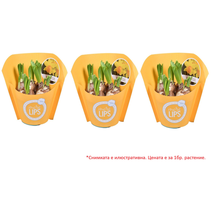 НАРЦИС Ф12СМ H:15CM НАРЦИС Ф12СМ H:15CM