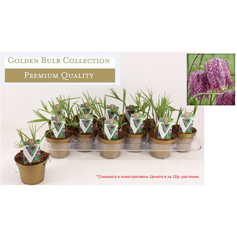 ФРИТИЛАРИЯ MELEAGIRS Ф10СМ H:20CM ФРИТИЛАРИЯ MELEAGIRS Ф10СМ H:20CM