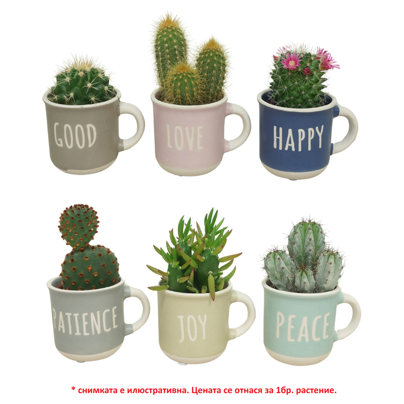 КАКТУС MIX ДЕКОР КАШПА Ф5.5CM H:10/15CM КАКТУС MIX ДЕКОР КАШПА Ф5.5CM H:10/15CM